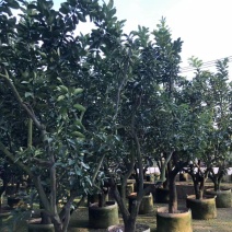 柚子树精品各种各样果树规格齐全价格美丽