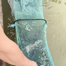 野生鳜鱼