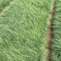 野牛草