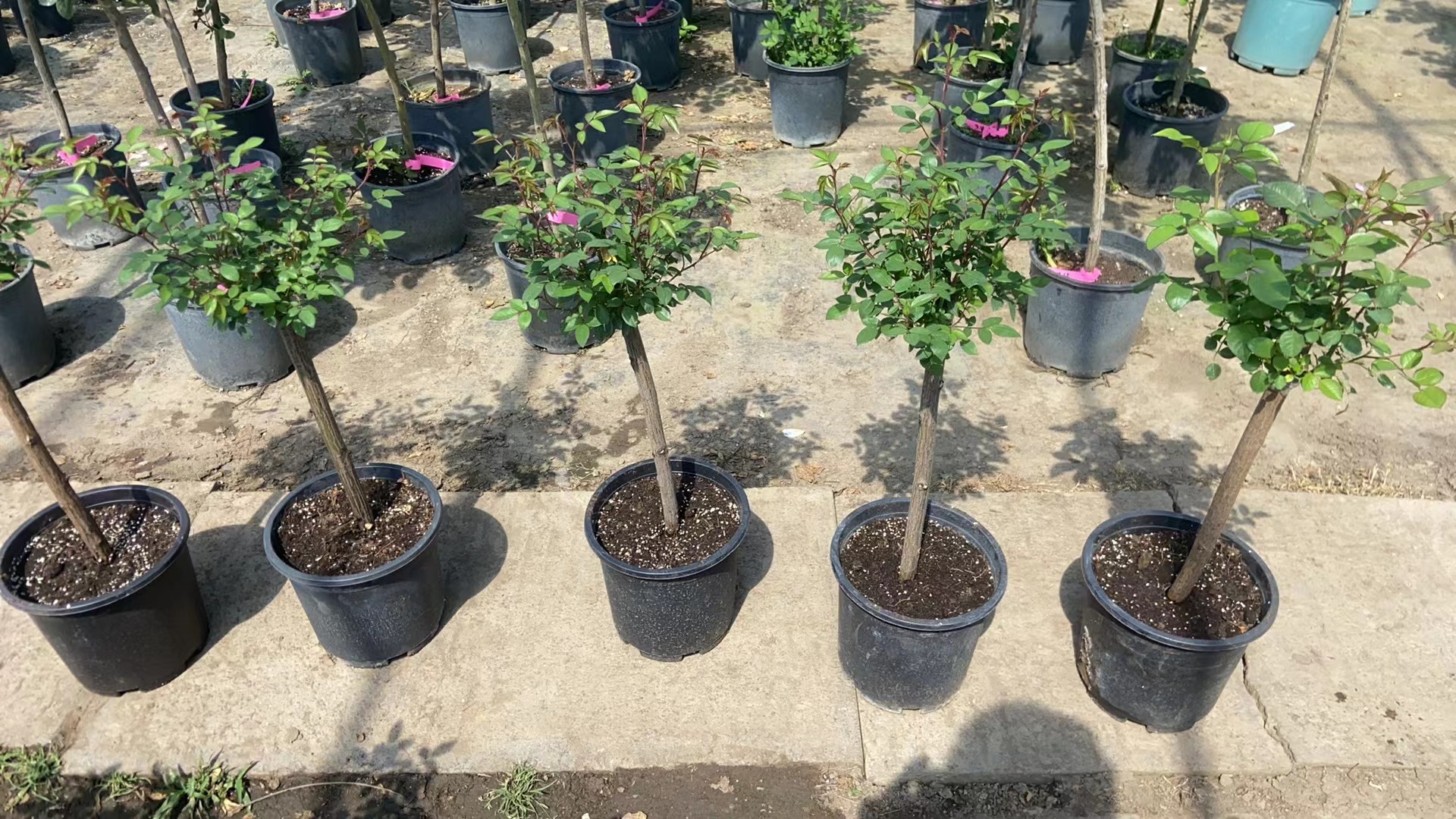 树月季嫁接部位特写