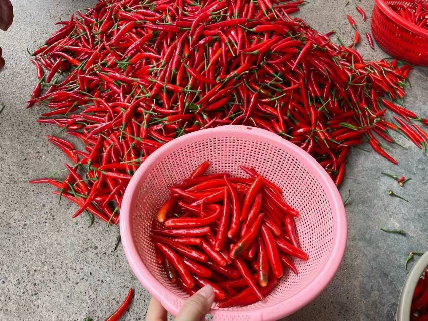 一筐新鲜红亮的小米辣与一袋晒干后的深红色干小米辣并列摆放,展示体积和颜色变化,背景为农村晾晒场,竹席上铺满辣椒,阳光充足 新鲜小米辣与干辣椒对比图