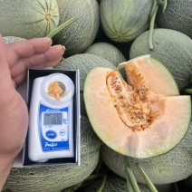 晓蜜25哈密瓜🍈大量现货需要的联系