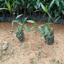 翠芦莉袋苗各种规格大量现货供应价格低低