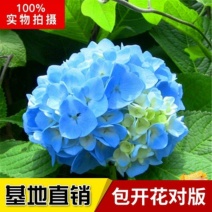 八仙花种苗无尽夏绣球