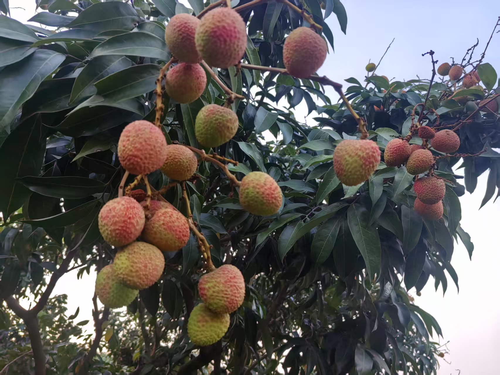 三月红荔枝特写