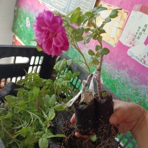 可食用玫瑰丰花一号