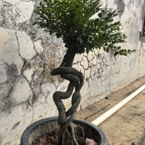 黑骨茶、小叶紫檀