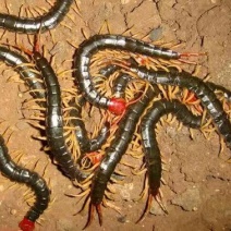 活体蜈蚣