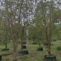 黄花风铃绿化苗木清场处理基地直供价格优惠
