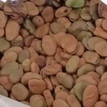 蚕豆常年大量供应蚕豆胡豆饲料级蚕豆食品级蚕豆