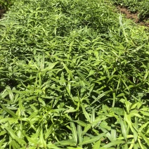 滇黄精2年苗，大量现货规格齐全，当天挖当天发质量保证