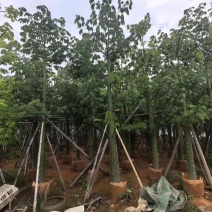 美丽木棉3-25分，大量低价出售