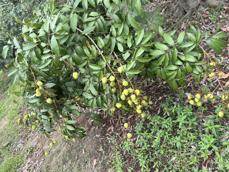 三月红荔枝树挂满果实特写