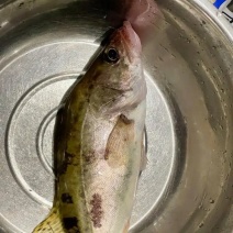 鳜鱼