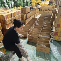 红心木瓜1件代发
