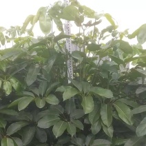 大叶伞澳洲鸭脚木绿化苗木产地直发量大优惠