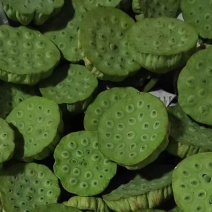 新出新鲜水果莲蓬大量现货，新鲜莲蓬头海南基地直供莲蓬现摘