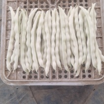 河南芸豆，白不老，品质好，视频看货，线上保障交易