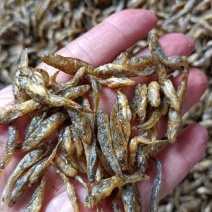 油炸小黄鱼，十成干，质量好，价格实惠