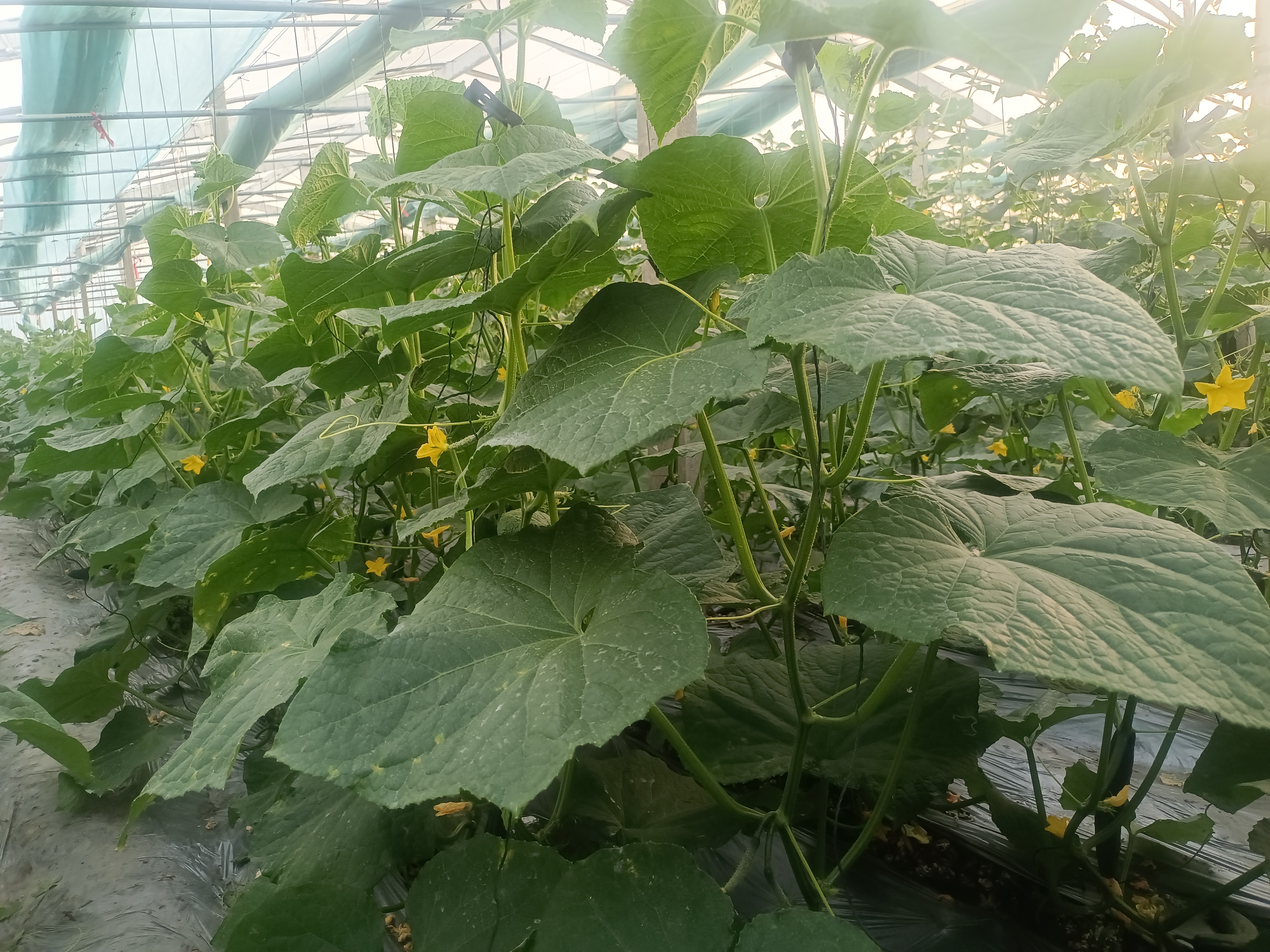 旱黄瓜植株生长状态