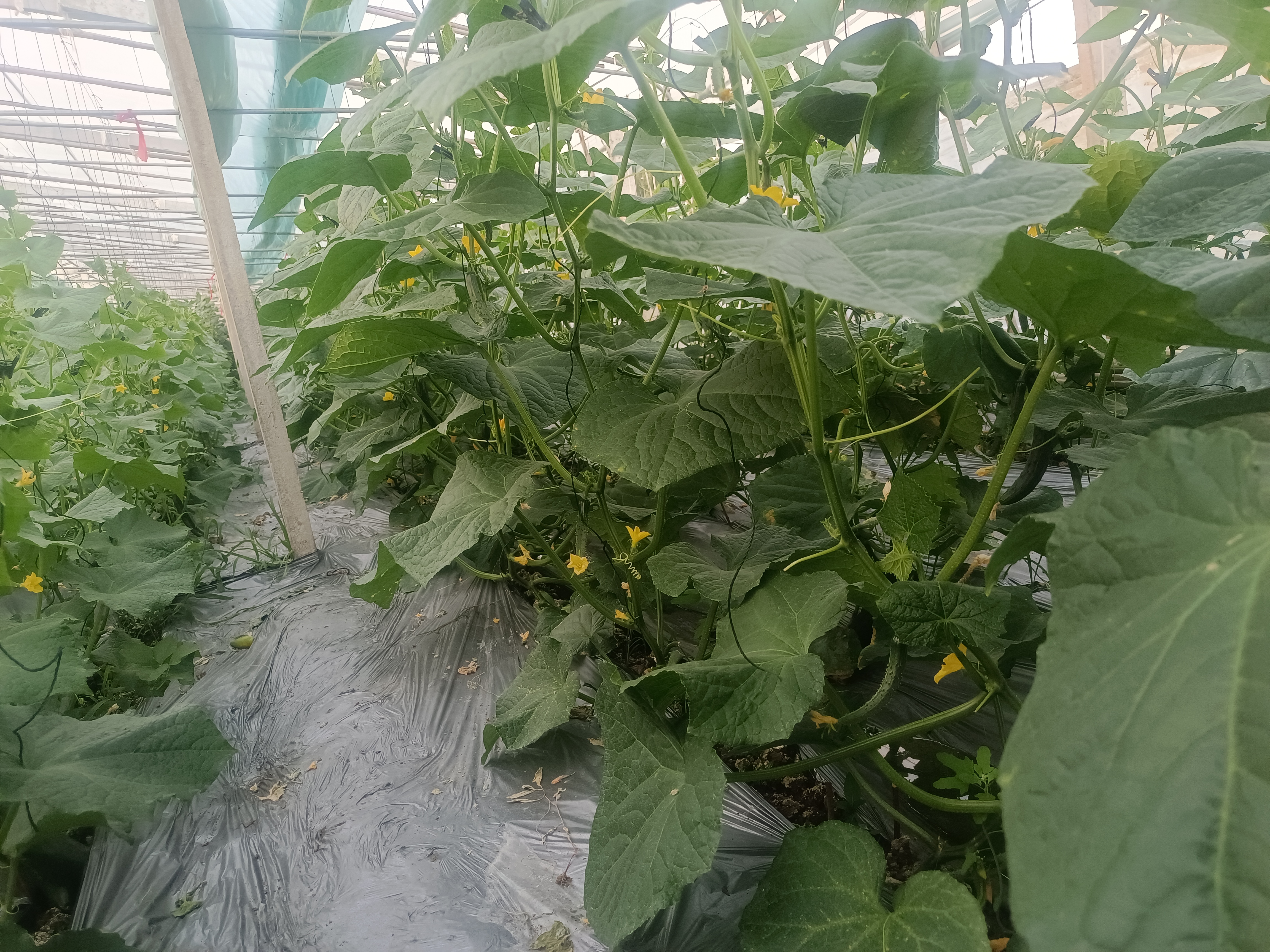 旱黄瓜妞在北方干旱地区田间种植图,植株健壮,叶片浓绿 旱黄瓜妞在干旱地区种植场景