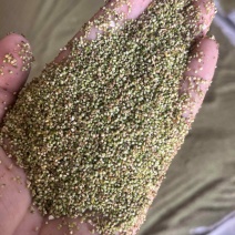 猫爪籽纯手工采摘