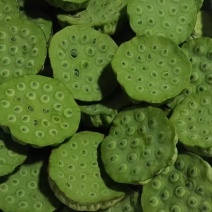新鲜水果莲蓬大量供应发货进行中嫩莲蓬基地直发