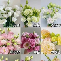 洋桔梗种苗发货带苗盘用于园林工程绿化花束全国发货