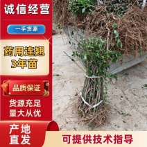 药用连翘苗3年苗自家苗圃一手货源，快递发货