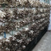 秀珍菇菌包大量现货，