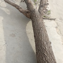 卖榆树