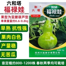 浙研福禄娃葫芦种子亚腰葫芦型早熟观赏食用瓠子瓜种籽无苦瓜
