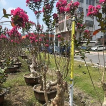 紫薇桩景，大量供应大小规格