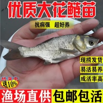花鲢鱼苗《大头鱼》抗病能力强生长快欢迎咨询