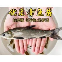 青鱼苗螺蛳青抗病力强规格齐全成活率高