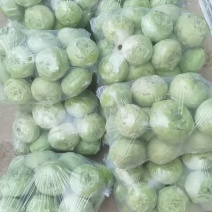 精品苤蓝新鲜