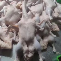 一级二级各种白条各种鸭件鸭头鸭舌牙齿