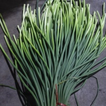 兰陵苍山白毛蒜苔！无黄斑苔条70厘米