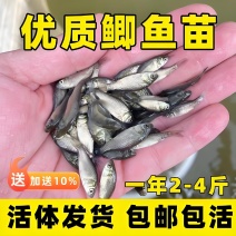 中科五号鲫鱼苗中科三号鲫鱼苗白鲫麻鲫基地直销
