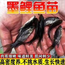 岩原鲤鱼苗墨鲤特种鱼苗抗病能力强成活率高