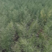 茴香球