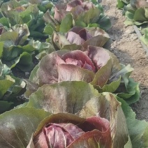 紫菊苣，落地球，红球