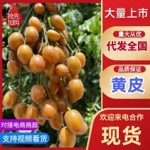 精品黄皮大量上市优质货源，量大从优，全国发货，致电联系