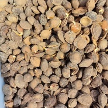 辽宁杏树种子，颗粒饱满，出苗迅速。量大从优欢迎选购