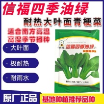 信福四季油绿青梗菜耐高温耐热抗热油菜种子窄帮大叶面青梗菜