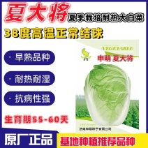 耐热夏大将大白菜种子夏季抗热耐高温早熟大白菜种籽大田基地