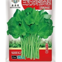 正宗三叉大叶空心菜种子叶片肥厚正宗三叉耐热耐湿大叶空心菜