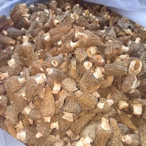 羊肚菌干货，货量充足，全国各地代收代卖，能长期供货，