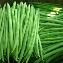 四季豆大量上市品质保证保质保量欢迎产地看货论价