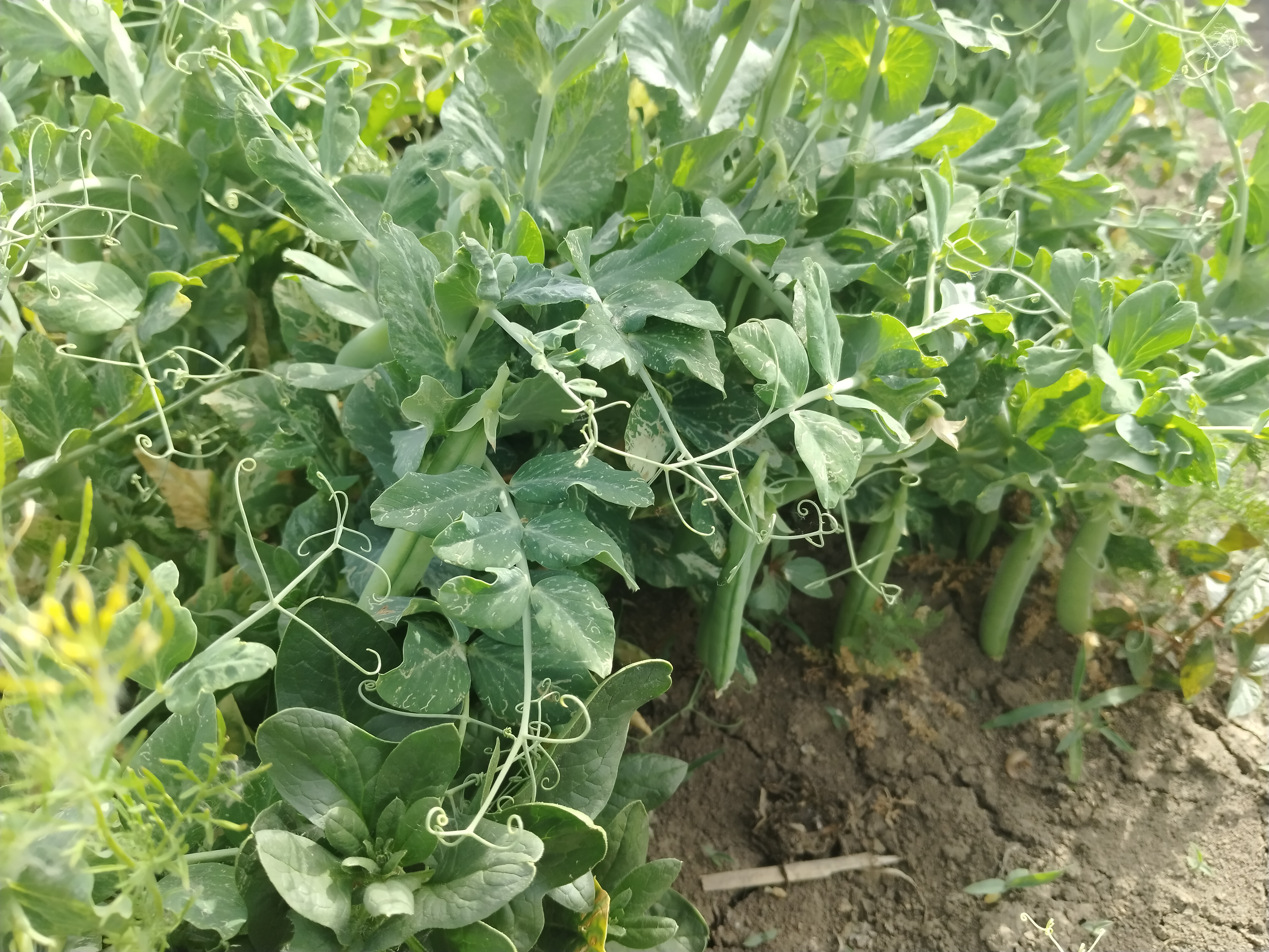 豌豆植株生长阶段示意图